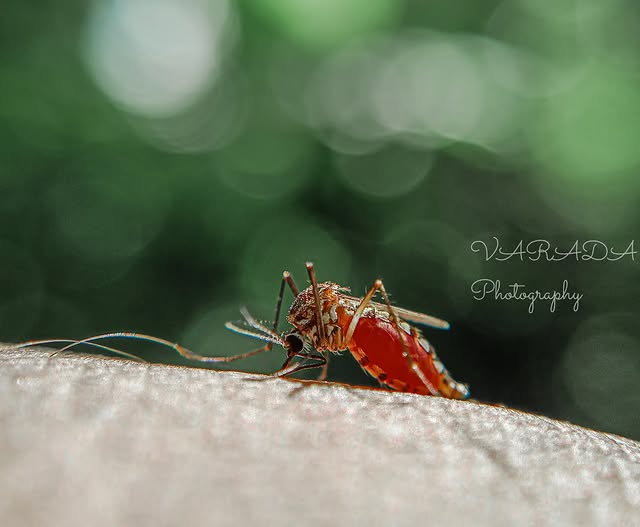 . 🦟MOSQUITO🦟 . . Shot on : @indiapoco - POCO M4Pro Using : @apexel.in - 12-…