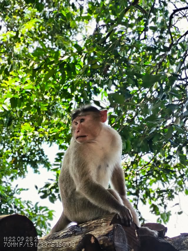 When you’re quiet but your brain is loud af 🐒💭 . . Shot on @cmf.tech Phone …