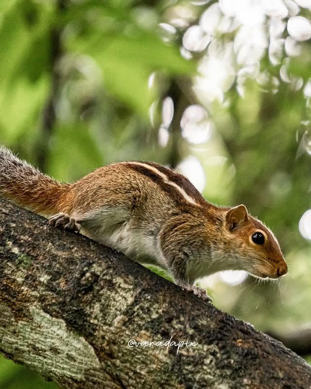 These speedy naughty cute little creatures know exactly when you're about to …